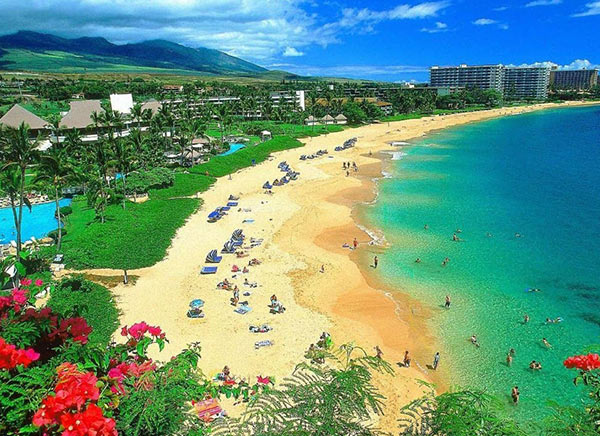 Veterinary Websites by Cheshire Partners LLC