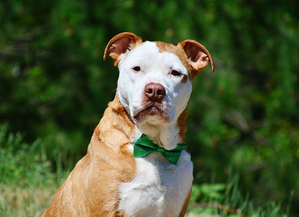 Veterinary Websites by Cheshire Partners LLC