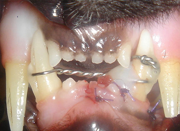 Veterinary Websites by Cheshire Partners LLC