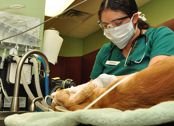 Veterinary Websites by Cheshire Partners LLC