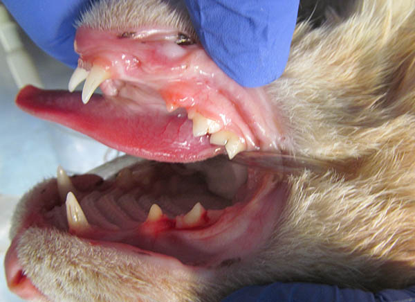 Veterinary Websites by Cheshire Partners LLC